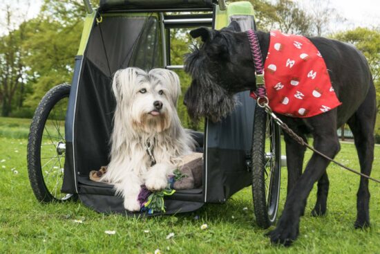 Sfeerfoto-Dog-XL-met-2-honden Sfeerfoto-Dog-XL-met-2-honden