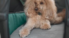 thule-bexey-m-hondenkar-fietkar.nl-3